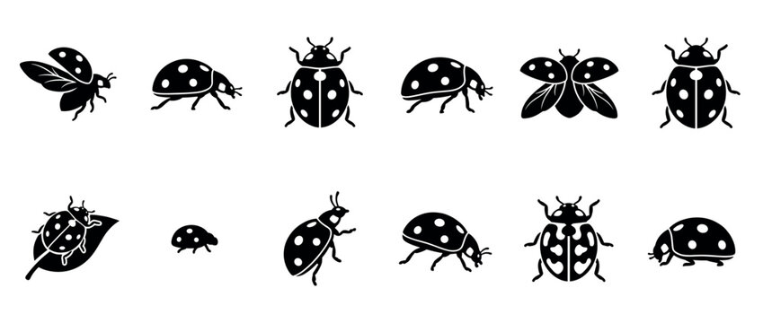 Collection of black and white ladybug icons in various poses, featuring spotted shells and delicate antennae, rendered in a clean graphic style