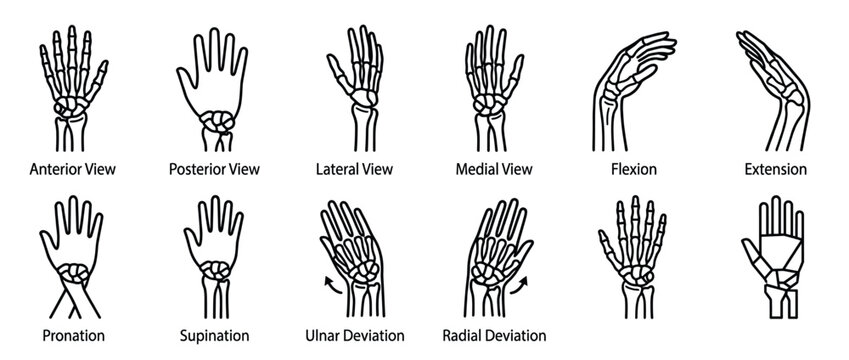 Outline illustrations of human hand anatomy and movements, showcasing different views and wrist joint actions in a clear, educational line art style