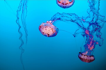 jellyfish in the water © Amer
