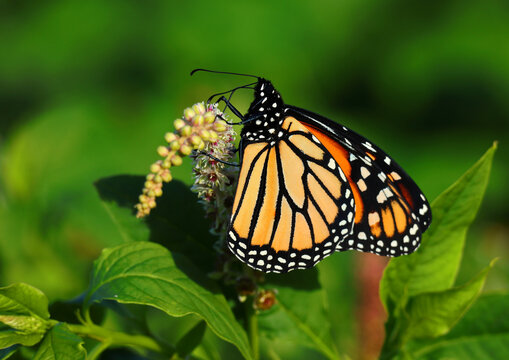 Danaus plexippus - Monarch Butterfly pollinating a Mexican Pokeweed plant - phytolacca heterotepala. Sintra, Portugal. Under-wing view. Shallow selective focus for effect allowing copy space.