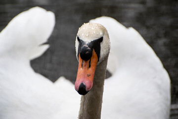 Łabędzie w naturalnym środowisku © Gabriela