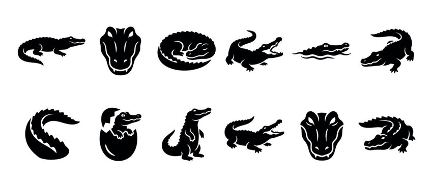Collection of black silhouette alligator and crocodile illustrations in various poses, including a baby hatching from an egg, depicted with graphic simplicity