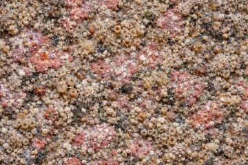 Organic Marine Growth Pattern Seamless Texture. Close-up underwater surface detail. Natural oceanic formation design. Realistic marine texture background. Detailed aquatic macro close-up.