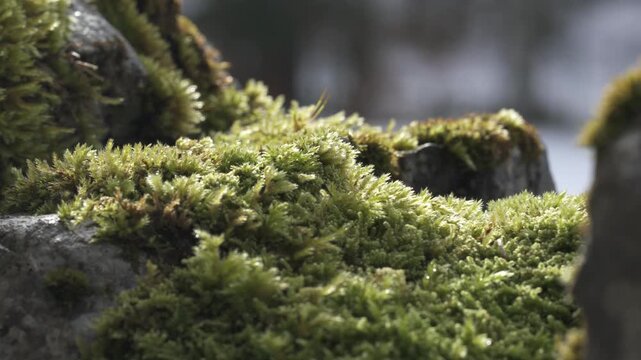 Close up of green moss growing on a stone wall in forest environment, showing natural texture, humidity and organic detail in soft light.