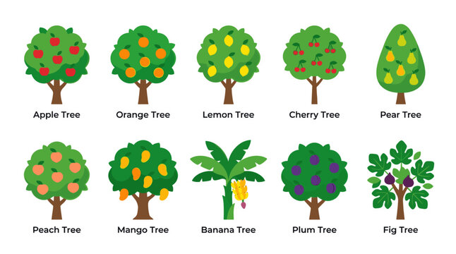 A vibrant and simple collection of ten different fruit trees, each labeled with its name, rendered in a clean, modern vector style on a white background.