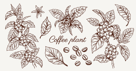 Set of coffee plant sketches. Elegant line art of coffee berries on branch with leaves. Coffee Beans. Design for print. Hand drawn vector illustration collection isolated on background