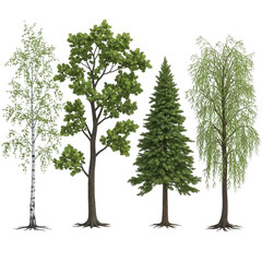 Obraz premium Three distinct trees with varying foliage and shapes in a row