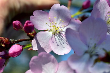 Zweig mit rosa Zierkirschblüten im Frühling © christiane65