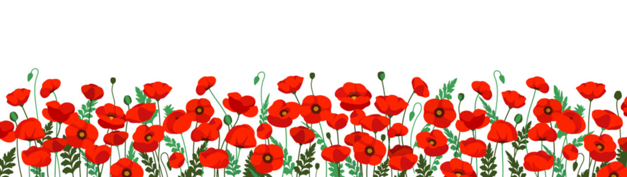 Nature Poppy field. Banner with beautiful red blooming flowers with green leaves. Horizontal decorative border with spring plants. Cartoon Flat vector illustration isolated on background