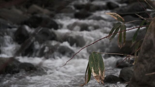 冬枯れの森と笹のある渓流風景