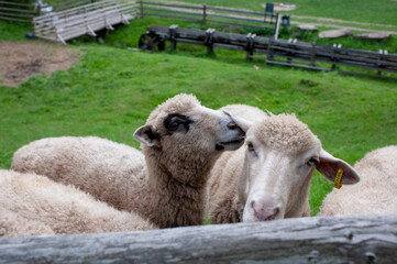 Obraz premium Goats eat hay on a Sunny day behind the fence. Two white house goats with ropes around their necks