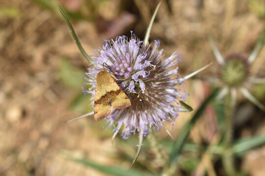 Noctuelle de la Card&egrave;re, Marbled Clover (Heliothis viriplaca) pos&eacute;e au soleil sur une card&egrave;re 