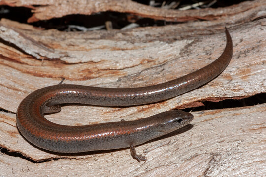 Peron's Earless Skink from Kangaroo Island South Australia