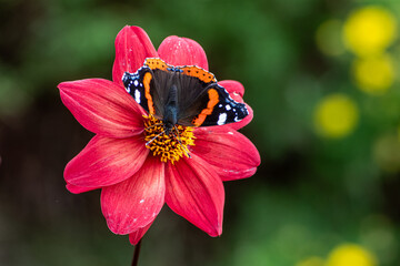 Admiral on Schippers Bronze © tobyphotos