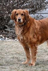 Fototapeta premium Big Brown Dog