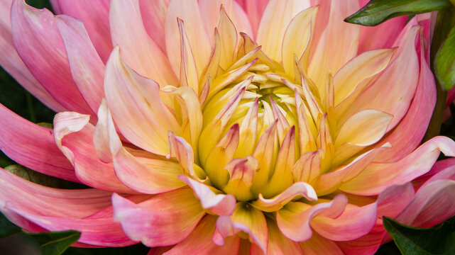 Dahlia named Extase