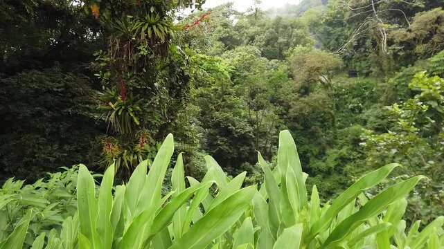 Preserved Atlantic Forest of the state of Paran&aacute;, southern Brazil