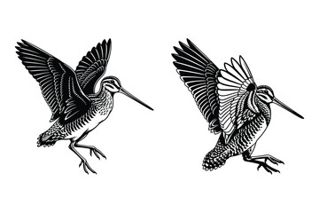 Fototapeta premium Two snipe birds in flight, vintage illustration style