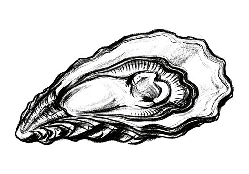 Hand-drawn sketch of an open oyster revealing its delicate interior on a white background