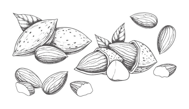 Hand drawn almonds with leaves and shells scattered white nuts food