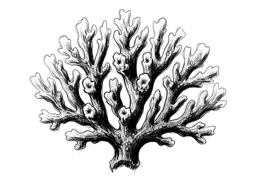 Detailed black and white illustration of a branching lichen on a white background