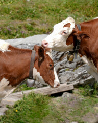 Fototapeta premium Two brown and white dairy cows interact in a green pasture with rocky terrain and wildflowers under bright sunlight in a rural setting
