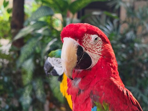 Two vibrant macaw parrots, a Green-winged and a Blue-and-yellow, perched together on a metal rail. Close-up of exotic tropical birds against a blurred natural
background. Ara parrots.