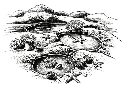 Black and white illustration of a tide pool ecosystem with anemones, starfish, and shells