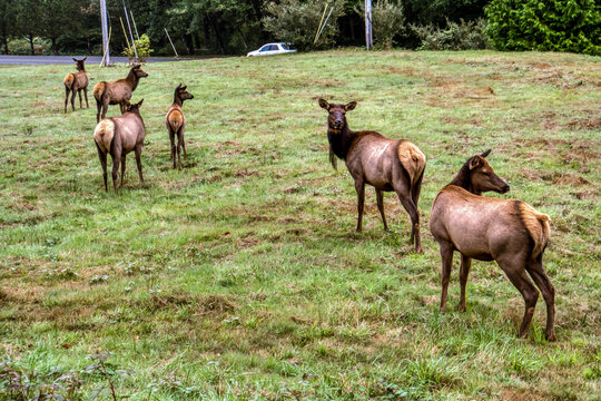 Group of elk graze in open grassland