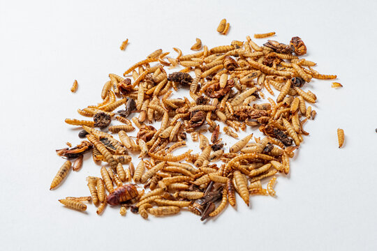 Unique culinary adventure with a variety of edible insects on a white background