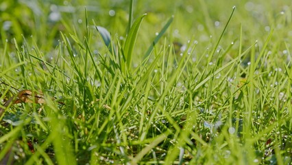 Obraz premium Spring green grass with water drops in the shining sunlight, macro shot