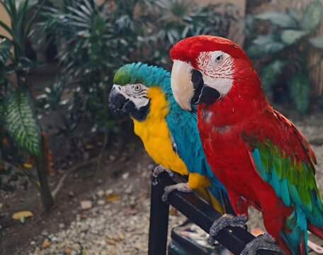 Two vibrant macaw parrots, a Green-winged and a Blue-and-yellow, perched together on a metal rail. Close-up of exotic tropical birds against a blurred natural
background. Ara parrots.