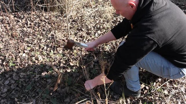 Preparing ground for gardening: Man clearing brush in forest with axe, removing small branches and debris, nature activity in woods on sunny day, outdoor project