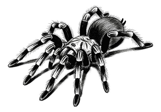 Detailed illustration of a tarantula with intricate features and textures
