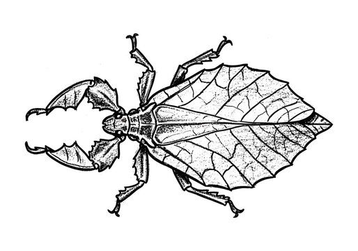 Detailed ink drawing of a leaf insect with intricate vein patterns on its wings and body