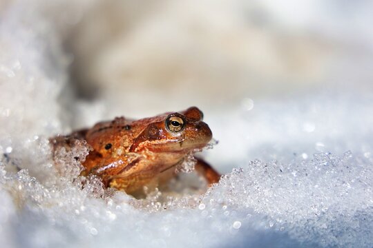 une belle grenouille sur la neige