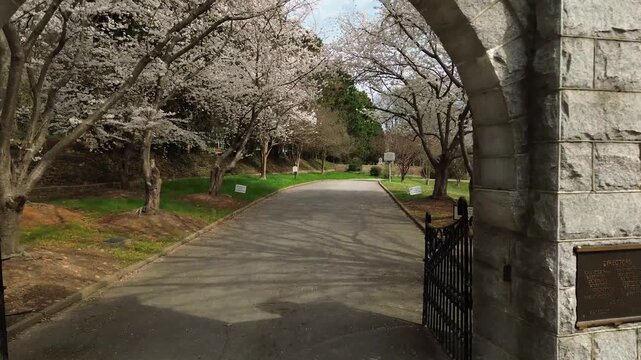 Historic Oakwood cemetery in Raleigh North Carolina with Spring blossoms