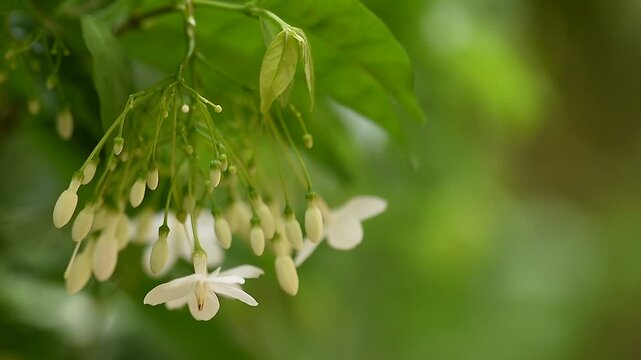 Wrightia religiosa (Teijsm. & Binn.) Benth. ex Kurz branch flowers on natural background.
