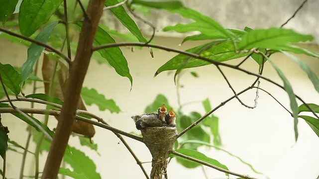 Mother Eastern magpie robin or Copsychus saularis is feeding her chicks in the nest on natural background.