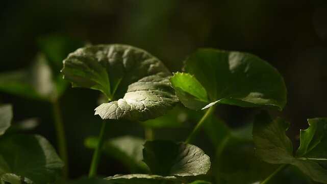 Centella asiatica or Gotu kola green leaves and rain on natural background.