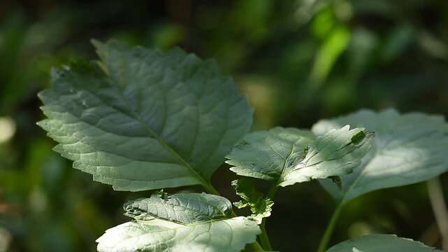 Pogostemon cablin (Blanco) Benth. or Patchouli branch green leaves on natural background.