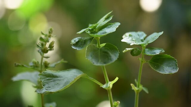 Pogostemon cablin (Blanco) Benth. or Patchouli branch green leaves on natural background.