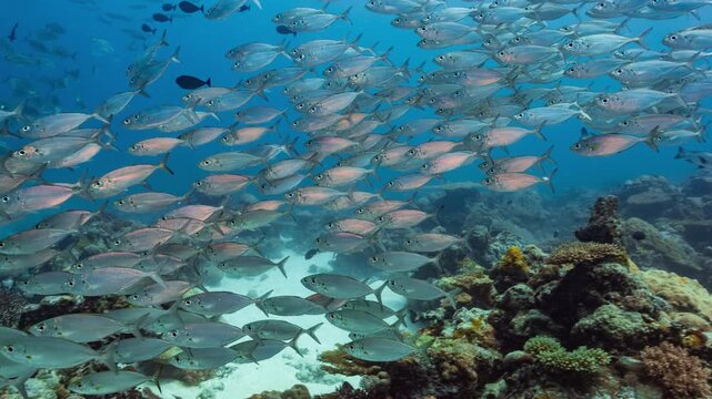 Large school of silver fish swims and shoals over a coral reef in the Palau Marine Sanctuary