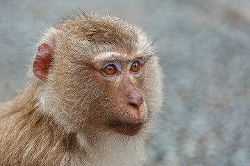 Obraz premium Extreme Close-Up Portrait of Macaque Monkey with Amber Eyes in Thailand