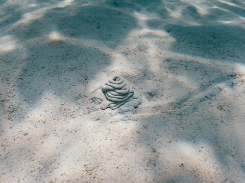 Spiral-shaped sandy mound created by a lugworm or marine invertebrate on the white sandy bottom of the Red Sea.