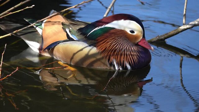 Mandarin duck (Aix galericulata), known for its vibrant and distinctive plumage