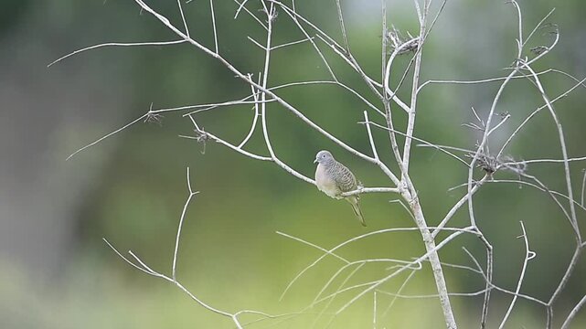 Zebra dove (Geopelia striata) perched on a dry tree branch with a soft green natural background. This small tropical bird shows its distinctive barred feather pattern while resting in a quiet outdoor 