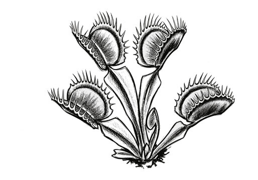 Dionaea muscipula Venus flytrap plant illustration with open traps and leaves