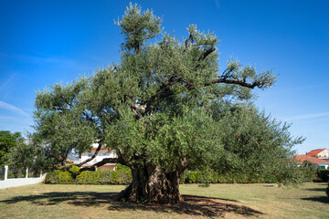 Croatia Kastel Stafilić Mastrinka 1500 Years Old Ancient Olive Tree Stara Maslina High Resolution Panorama Natural Monument Dalmatia Mediterranean Heritage Adriatic Coast Travel