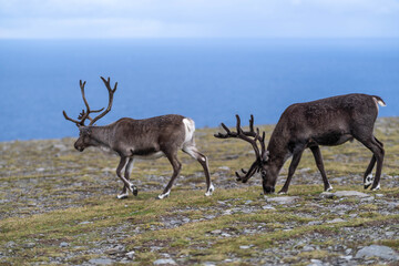 Two reindeer on Arctic tundra above the sea at Nordkapp, Norway © Portnovs